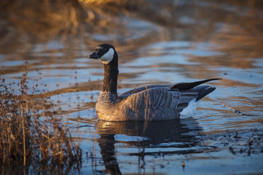 wildlife refuge in sudbury ma